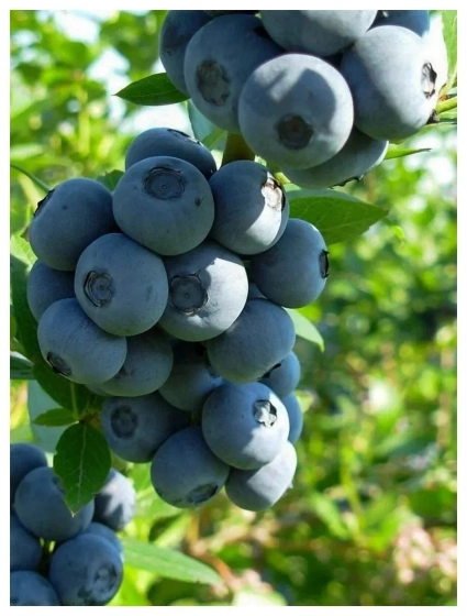 Грунт торфяной питательный Двина для голубики (pH 2,8 – 4,2) 100 л