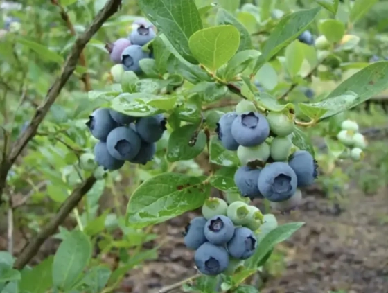 Субстрат торфяной Glinka Голубичный (pH 2,8 – 4,5) 250 л