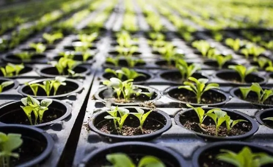 Грунт питательный торфяной Двина (pH 5,5 – 6,5) 250 л