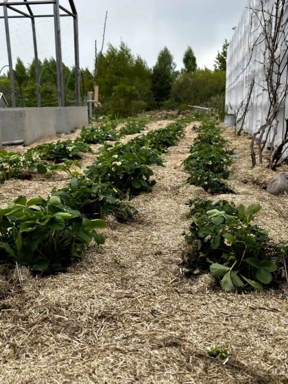 Костра льна 40 л