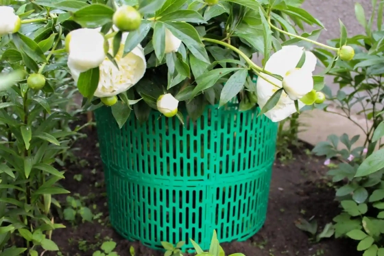 Защитно-декоративное ограждение для дерева 4 шт