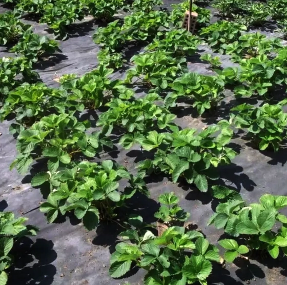 Спанбонд 50 г/м² ширина 3,2 м черный