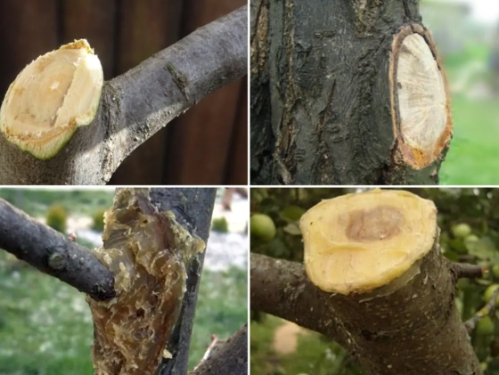 Садовый вар для деревьев 200 г